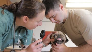 Steps to becoming a veterinarian